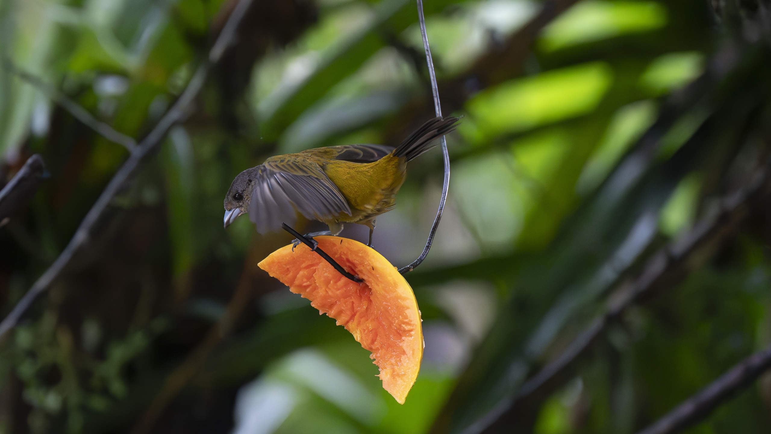 Kirsch- oder Cherrietangare - Ramphocelus passerinii costaricensis - Scarlet-rumped Tanager (costaricensis) - Tangara Costarricense